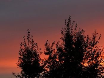 Low angle view of silhouette trees against sky during sunset