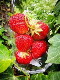 Close-up of strawberries