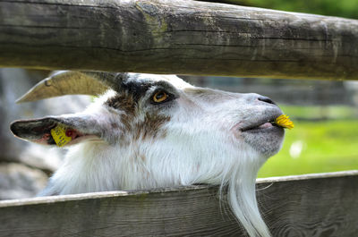 Close-up of goat