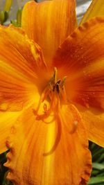 Close-up of yellow flower