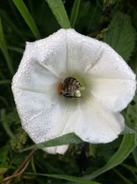 Close-up of bee on white flower