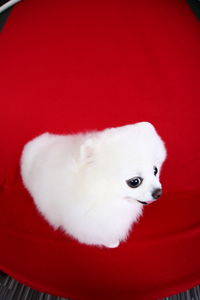 Close-up of white cat