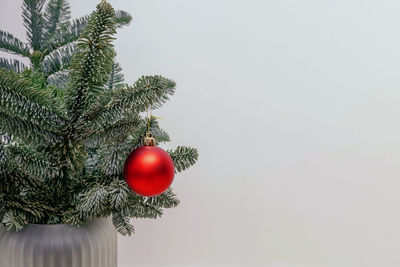 Close-up of christmas tree against white background