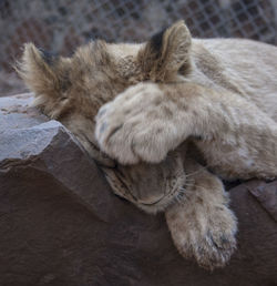 High angle view of cat sleeping