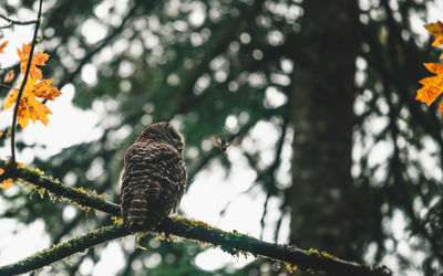 Low angle view of bird on branch