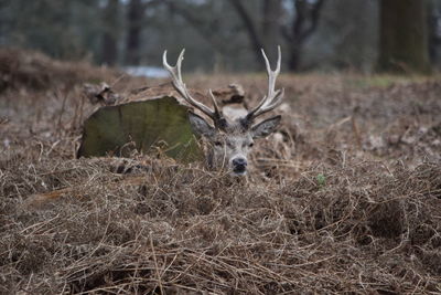 Deer relaxing in forest