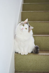 Portrait of white cat sitting on steps of a staircase