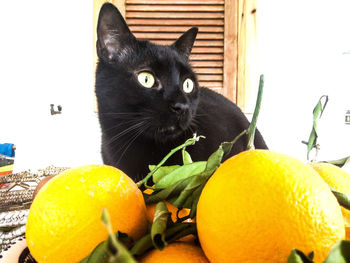 View of a black cat