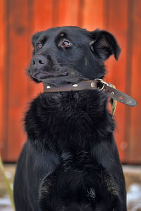 Close-up of dog looking away