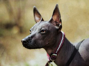 Close-up of black dog