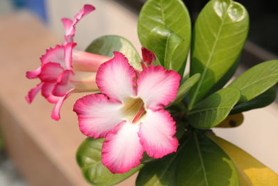 Close-up of pink flowering plant