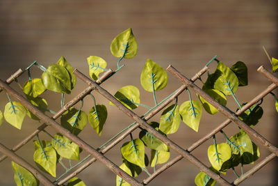 Close-up of artificial plastic leaves for decoration on fence
