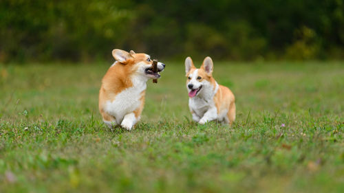 View of dog running on grass