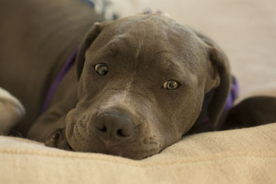 Close-up portrait of dog relaxing