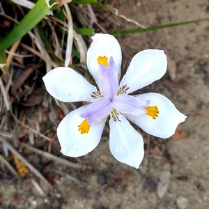 Close-up of purple flowers blooming outdoors