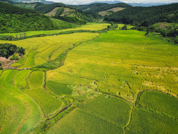 Scenic view of agricultural field