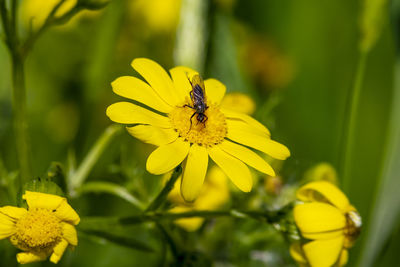 Close-up of insect on yellow flower