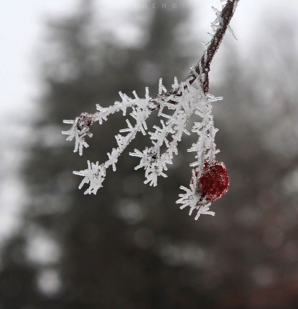 focus on foreground, branch, winter, flower, close-up, tree, cold temperature, nature, growth, snow, season, beauty in nature, freshness, twig, fragility, white color, frozen, plant, selective focus, day