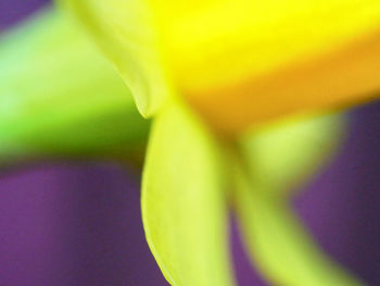 Macro shot of purple flowering plant