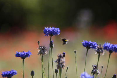 Close-up of purple flowering plants