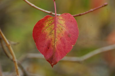 Close-up of red berries growing on plant