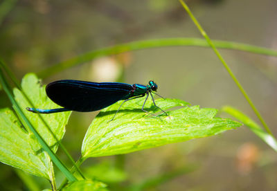 Close-up of insect on leaf