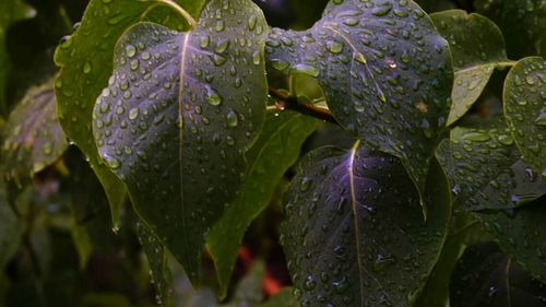 Close up of leaves on plant