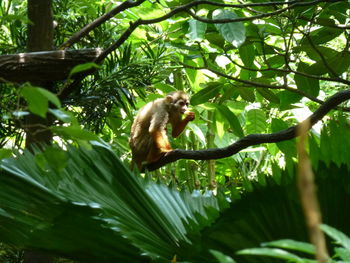 Low angle view of monkey on tree in forest