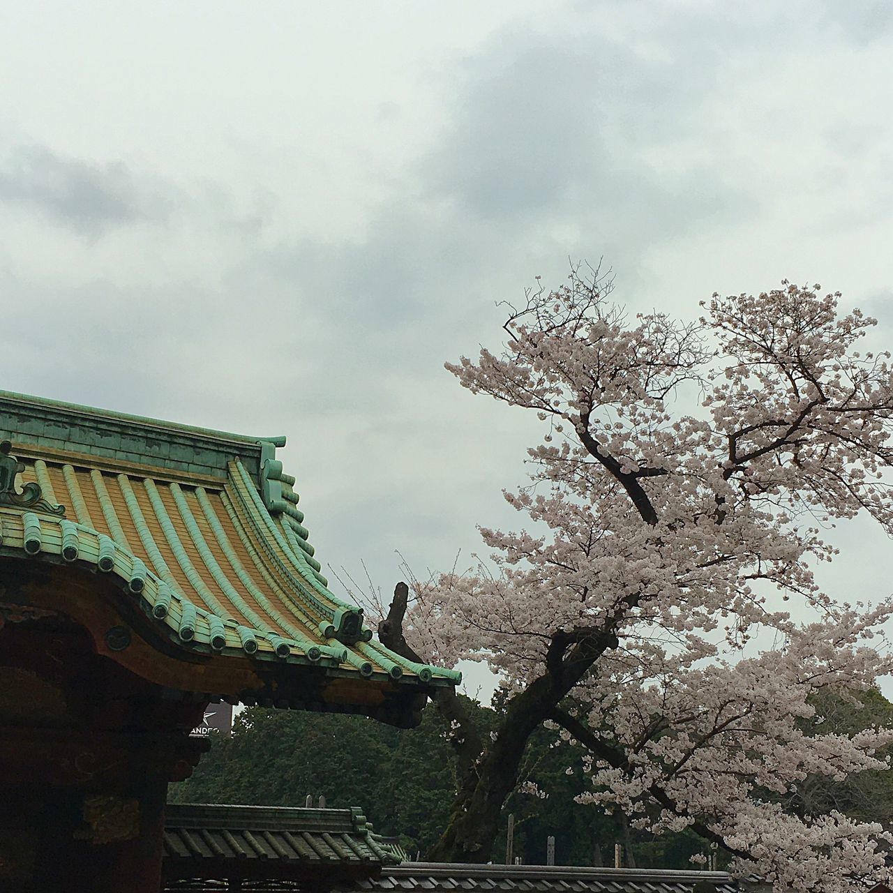 sky, low angle view, tree, built structure, cloud - sky, architecture, building exterior, cloudy, cloud, growth, branch, day, nature, outdoors, overcast, no people, building, house, flower, plant