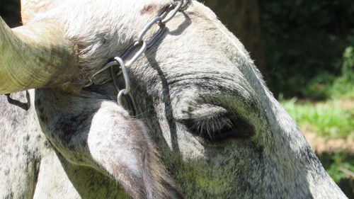 Close-up of a horse