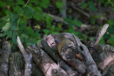 Close-up of lizard on tree