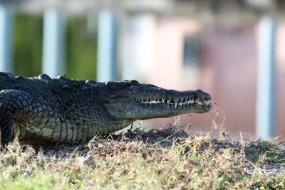Side view of crocodile at everglades national park