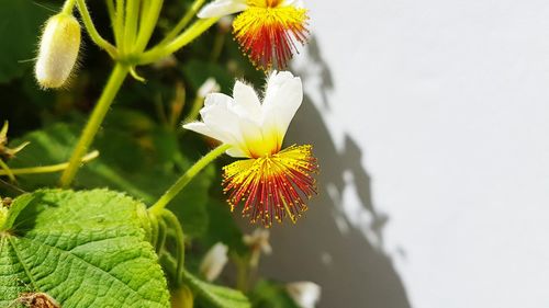 Close-up of yellow flowering plant