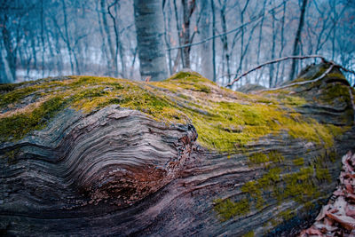 Scenic view of pine trees in forest
