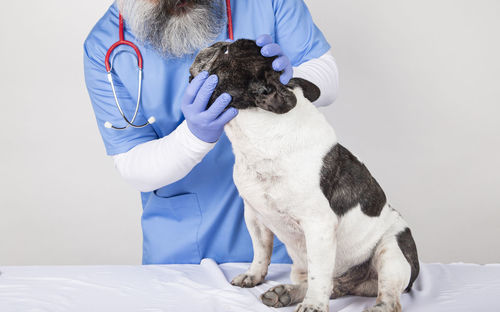 The vet checks the dog's eyes. isolated on white background