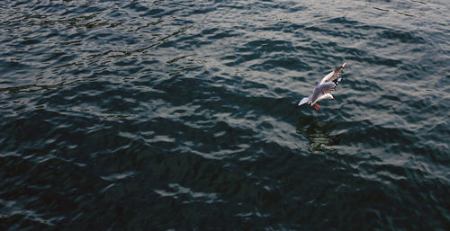 High angle view of bird flying over rippled water