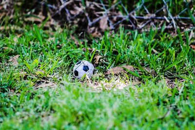 Close-up of soccer ball on grass