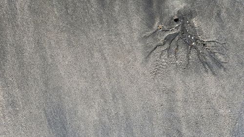 Close-up of bird on sand