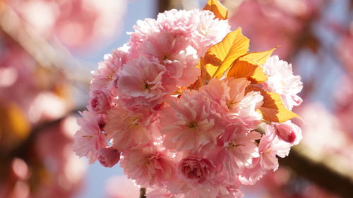 Close-up of pink cherry blossoms