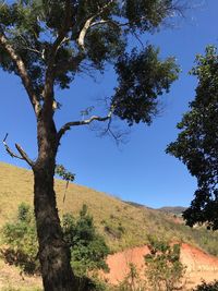 Trees on landscape against clear blue sky