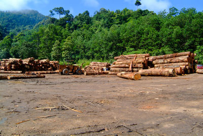 Stack of logs on field in forest