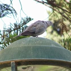 Low angle view of bird perching on branch