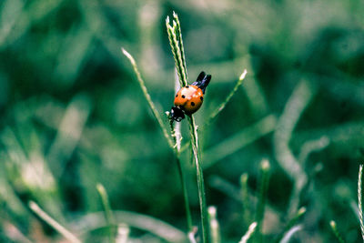 Close-up of ladybug on plant