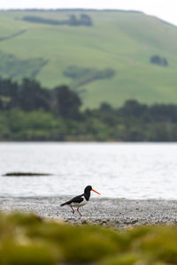 Oystercatcher bird on beach