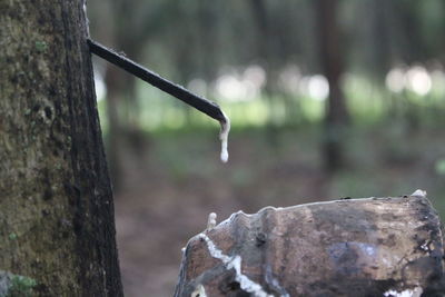 Close-up of plant growing on tree trunk