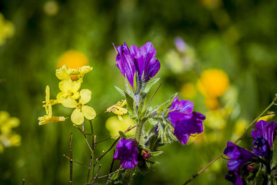 Close-up of purple flowering plant in park