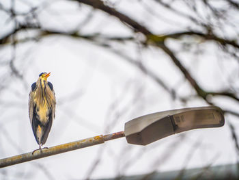 Low angle view of bird perching on branch