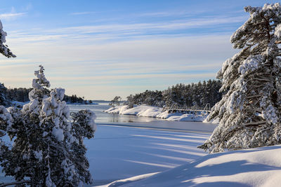 Snow covered plants by trees against sky