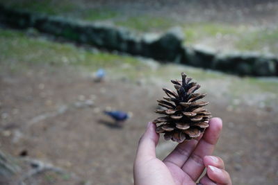 Close-up of woman holding pine cone