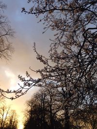 Low angle view of bare trees against sky